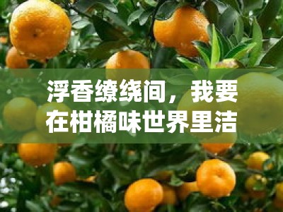 浮香缭绕间，我要在柑橘味世界里洁身自好
