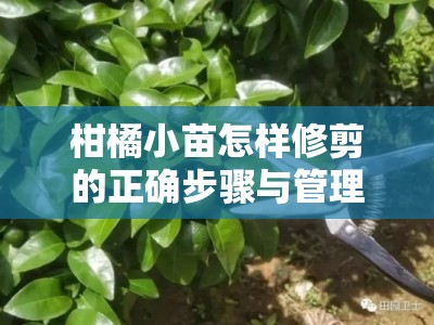 柑橘小苗怎样修剪的正确步骤与管理技巧