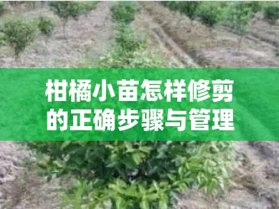 柑橘小苗怎样修剪的正确步骤与管理技巧