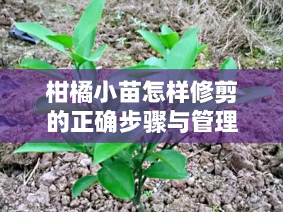 柑橘小苗怎样修剪的正确步骤与管理技巧