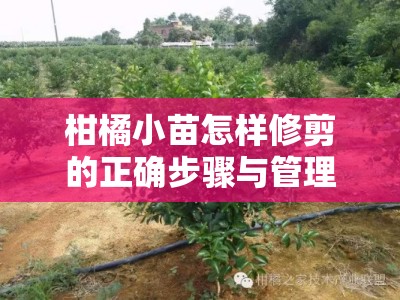 柑橘小苗怎样修剪的正确步骤与管理技巧