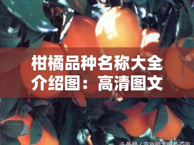 柑橘品种名称大全介绍图：高清图文版详细解析与栽培指南