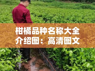 柑橘品种名称大全介绍图：高清图文版详细解析与栽培指南