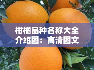 柑橘品种名称大全介绍图：高清图文版详细解析与栽培指南
