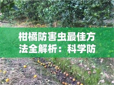 柑橘防害虫最佳方法全解析:科学防治策略与实用操作指南