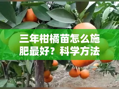 三年柑橘苗怎么施肥最好？科学方法与关键时期全解析