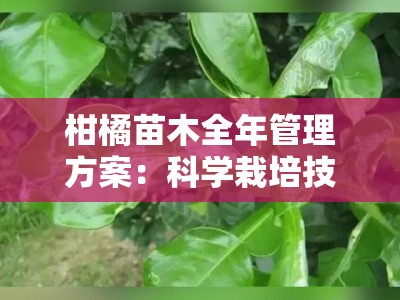 柑橘苗木全年管理方案：科学栽培技术要点与四季管理指南