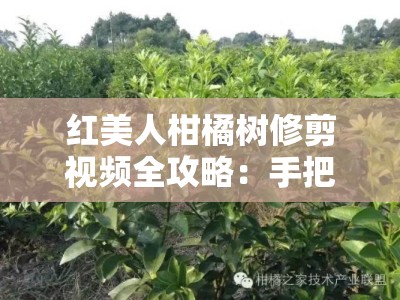 红美人柑橘树修剪视频全攻略：手把手教你掌握科学剪枝技巧