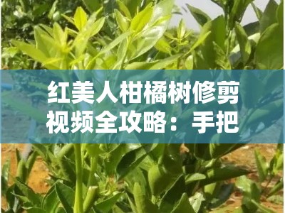 红美人柑橘树修剪视频全攻略：手把手教你掌握科学剪枝技巧
