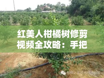 红美人柑橘树修剪视频全攻略：手把手教你掌握科学剪枝技巧