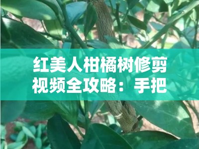 红美人柑橘树修剪视频全攻略：手把手教你掌握科学剪枝技巧