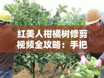 红美人柑橘树修剪视频全攻略：手把手教你掌握科学剪枝技巧