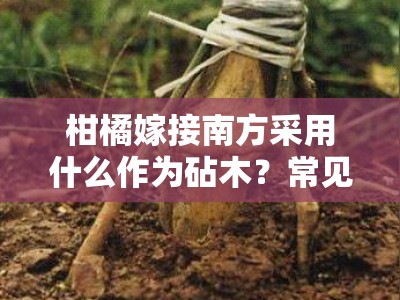 柑橘嫁接南方采用什么作为砧木？常见砧木品种与技术要点解析