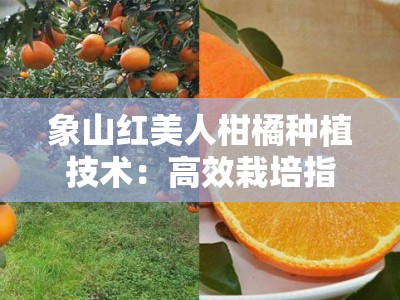 象山红美人柑橘种植技术：高效栽培指南与科学管理要点解析