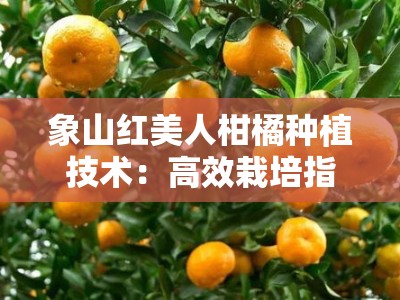 象山红美人柑橘种植技术：高效栽培指南与科学管理要点解析