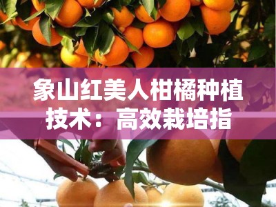 象山红美人柑橘种植技术：高效栽培指南与科学管理要点解析