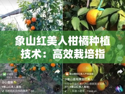 象山红美人柑橘种植技术：高效栽培指南与科学管理要点解析