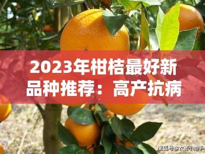 2023年柑桔最好新品种推荐：高产抗病品种引领种植新趋势