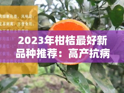 2023年柑桔最好新品种推荐：高产抗病品种引领种植新趋势