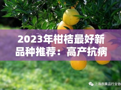 2023年柑桔最好新品种推荐：高产抗病品种引领种植新趋势