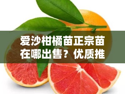 爱沙柑橘苗正宗苗在哪出售？优质推荐与购买渠道解析