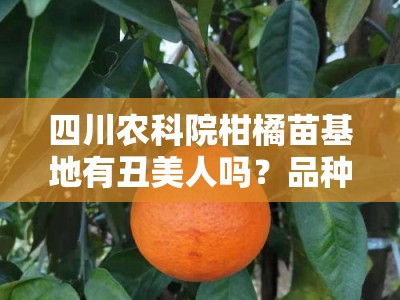 四川农科院柑橘苗基地有丑美人吗？品种供应与种植技术全解析