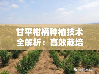 甘平柑橘种植技术全解析：高效栽培与科学管理要点