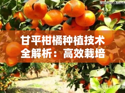 甘平柑橘种植技术全解析：高效栽培与科学管理要点