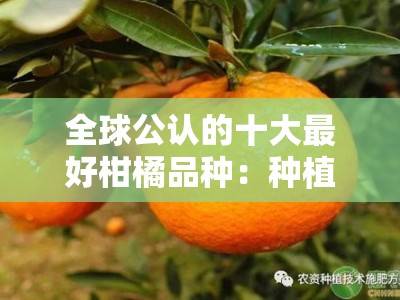 全球公认的十大最好柑橘品种：种植指南与口感评测全解析