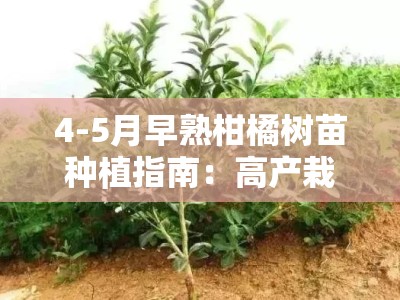 4-5月早熟柑橘树苗种植指南：高产栽培技术与管理要点