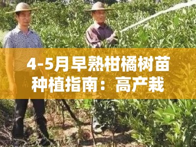 4-5月早熟柑橘树苗种植指南：高产栽培技术与管理要点