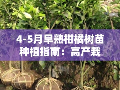 4-5月早熟柑橘树苗种植指南：高产栽培技术与管理要点