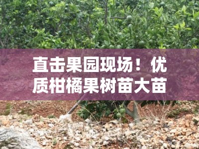 直击果园现场！优质柑橘果树苗大苗出售直播火热进行中