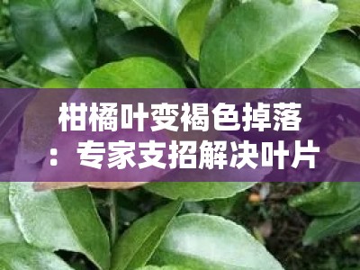 柑橘叶变褐色掉落：专家支招解决叶片病害问题