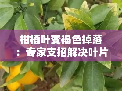 柑橘叶变褐色掉落：专家支招解决叶片病害问题