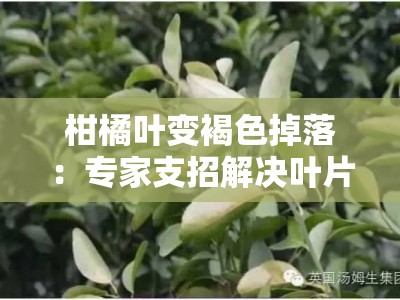 柑橘叶变褐色掉落：专家支招解决叶片病害问题