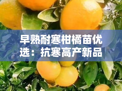 早熟耐寒柑橘苗优选：抗寒高产新品种，北方地区快速结果栽培指南