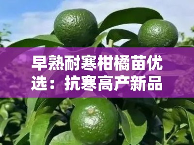 早熟耐寒柑橘苗优选：抗寒高产新品种，北方地区快速结果栽培指南