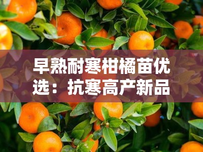 早熟耐寒柑橘苗优选：抗寒高产新品种，北方地区快速结果栽培指南