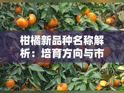 柑橘新品种名称解析：培育方向与市场趋势深度探讨