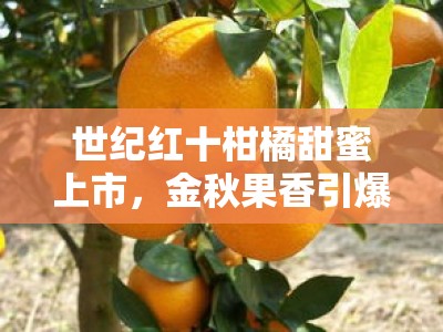 世纪红十柑橘甜蜜上市，金秋果香引爆消费新热潮