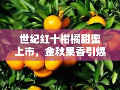世纪红十柑橘甜蜜上市，金秋果香引爆消费新热潮