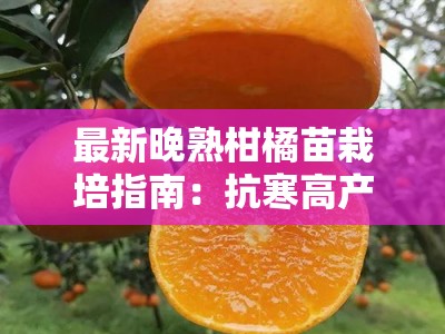 最新晚熟柑橘苗栽培指南：抗寒高产品种与种植技术解析