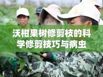 沃柑果树修剪枝的科学修剪技巧与病虫害防治要点