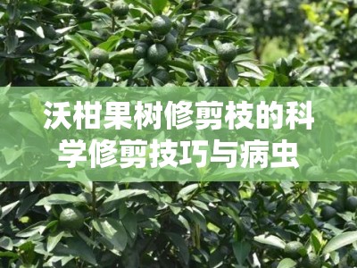 沃柑果树修剪枝的科学修剪技巧与病虫害防治要点