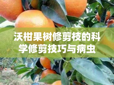 沃柑果树修剪枝的科学修剪技巧与病虫害防治要点