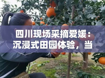 四川现场采摘爱媛：沉浸式田园体验，当季鲜果触手可摘