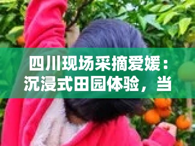四川现场采摘爱媛：沉浸式田园体验，当季鲜果触手可摘