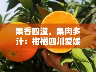 果香四溢，果肉多汁：柑橘四川爱媛橙的自然馈赠
