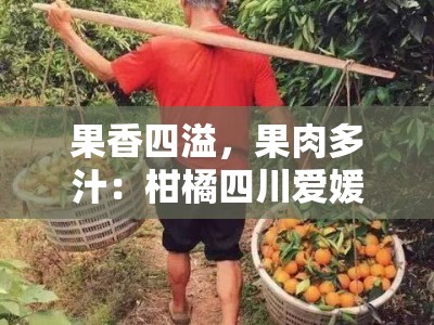 果香四溢，果肉多汁：柑橘四川爱媛橙的自然馈赠